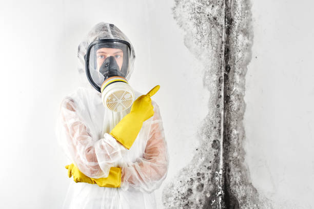 Best Industrial Mold Remediation  in Anna, OH